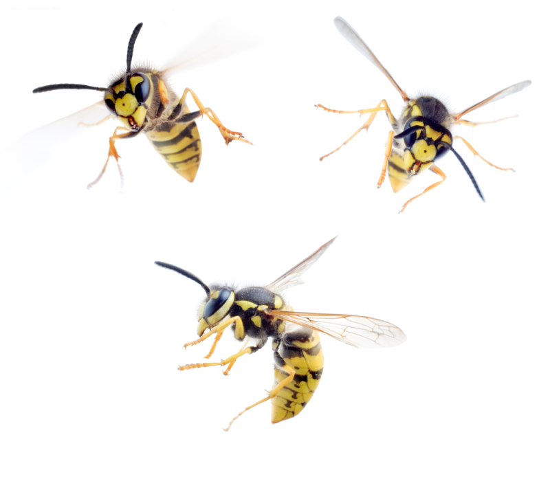 Vespa comune &ndash; Vespa germanica
