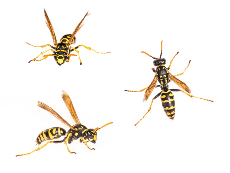Vespa cartonaia domestica &ndash; Polistes dominula