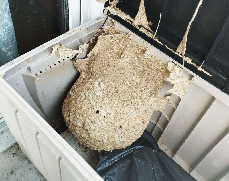 rimozione nido di vespe Balerna